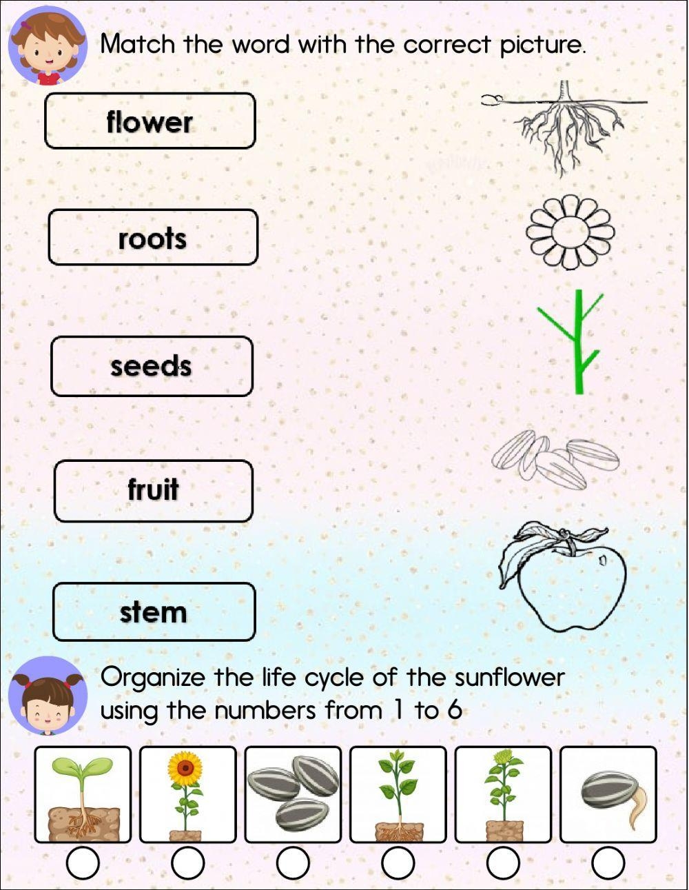 Plants Interactive Worksheet For First Grade Live Worksheets Worksheets Library